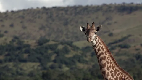 Close up neck of giraffe standing in landscape in africa,slow motion Stock Footage 112180632
