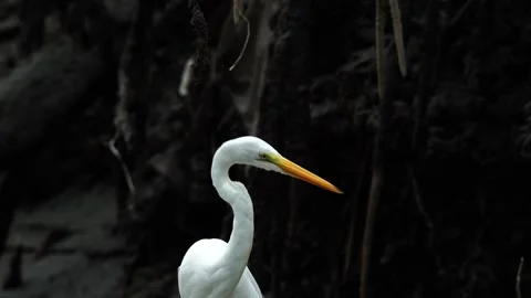 Close-up of the neck of a Great Egret (Ardea alba) from behind, then moving Stock Footage 307725941
