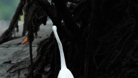 Close-up of the neck of a Great Egret (Ardea alba) from behind, then walking Stock Footage 307726375