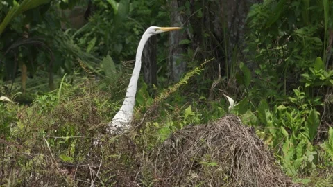 Close-up of the neck of a Great Egret (Ardea alba) observing Stock Footage 307726860
