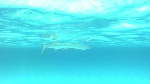 Close-Up of a Needlefish Swimming Just Beneath the Surface in the Red Sea Stock Footage 340328134