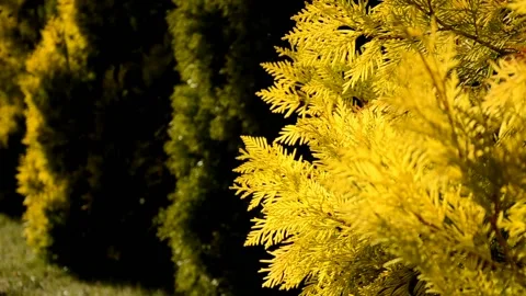 Close up needles and branches of yellow and green thuja growing in the yard Stock Footage 146853158