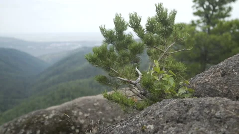 Close up of needles on branch of coniferous tree on rock. Aerial view of tree Stock Footage 173446286