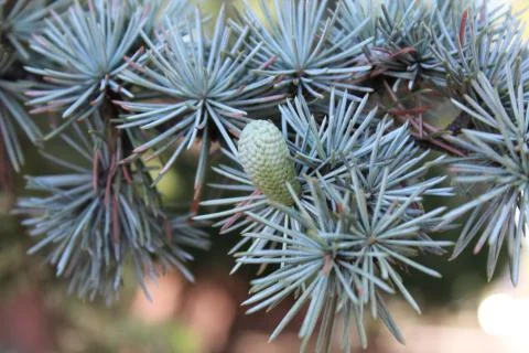Close up of needles on evergreen tree Stock Photos