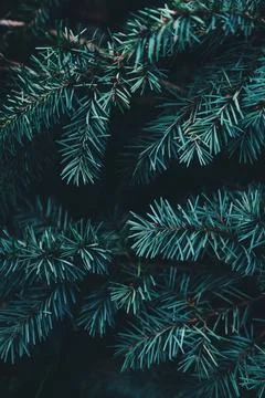 Close-up of needles on an evergreen tree Stock Photos
