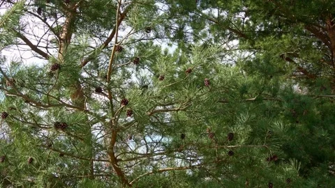 Close up of needles on green pine tree with pine cones in summer Stock Footage 195095428