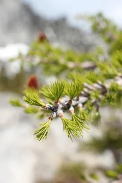 Close up of needles of a larch tree emerging in spring Stock Photos