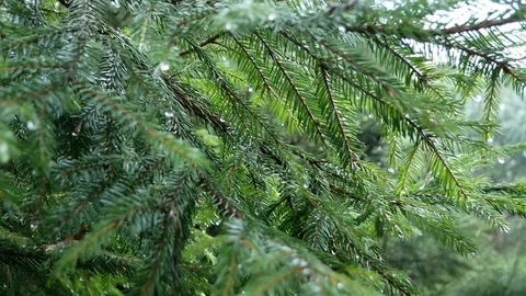 Close up of the needles in a pine tree Video stock 121810949