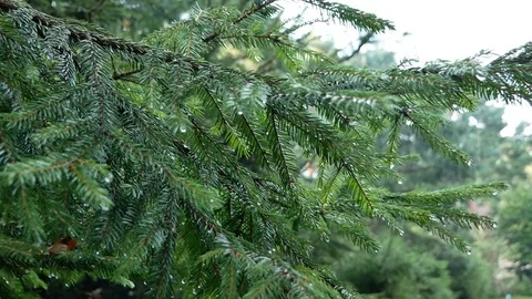 Close up of the needles in a pine tree Video stock 121811181