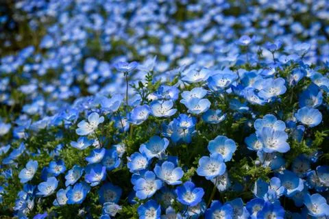 Close up Nemophila Foto stock