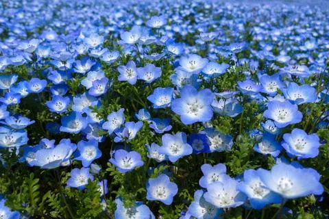 Close up Nemophila Foto stock