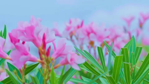 Close-up of Nerium oleander flowers that bloom in the gentle breeze, Blooming pi Stock Footage 231660838