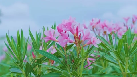 Close-up of Nerium oleander flowers that bloom in the gentle breeze, Blooming pi Stock Footage 231661403