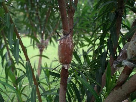 Close up of Nerium oleander tree being grafted Stock-Fotos