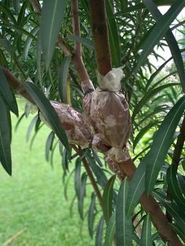 Close up of Nerium oleander tree or pink kaner flower being grafted Fotos Stock