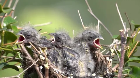 Close up of a nest with chicks developing wing feathers Stock-Footage 341117134