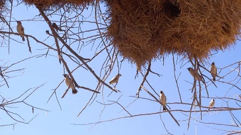 Close up of the nest of the sociable weaver bird on the plains of Namibia Видео 103267655