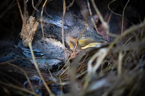 A close up of the nest of thrush with small babies. Stock Photos