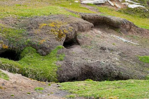 Close-up of nesting burrows dug by Magellanic penguins. Stock Photos