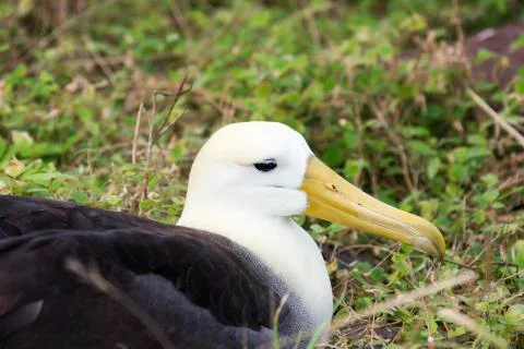 Close-up of a nesting waved albatross. Stock Photos