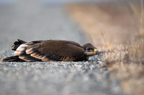 Close up of nestling Steppe eagle or Aquila lying in grass 스톡 사진