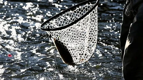 Close Up on Net Catching Fish Video stock 136132703