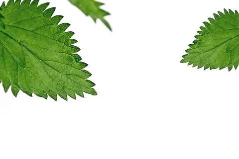 Close up nettle leaves Stock Photos