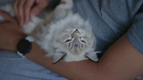 Close-up of Neva Masquerade cat lying comfortably on owner arm, enjoying gentle Stock Footage 313297163