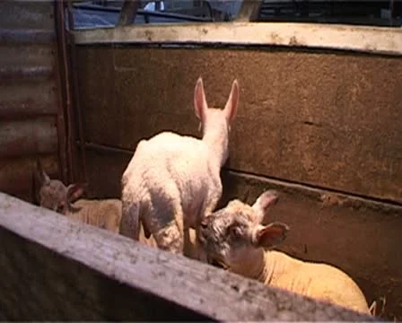 Close-up of new-born Spring lambs bleating. Stock Footage 10584698