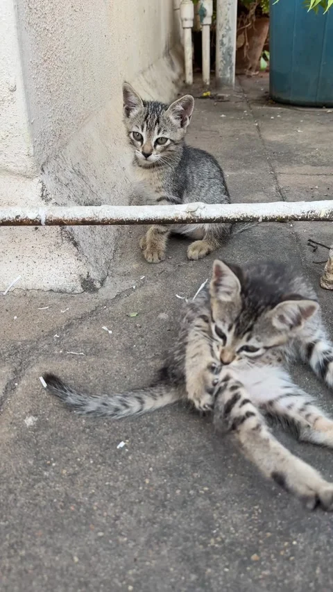 Close up of a new born stray kitten grooming itself Stock Footage 331419146