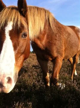 Close-up of New Forest pony Stock Photos