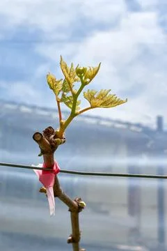 Close-up of a new grape vine shoot with young leaves budding in spring. Stock Photos
