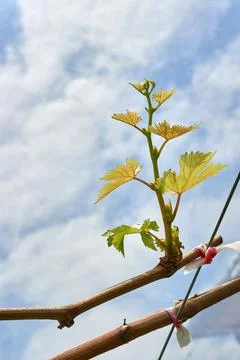 Close-up of a new grape vine shoot with young leaves budding in spring. Stock Photos