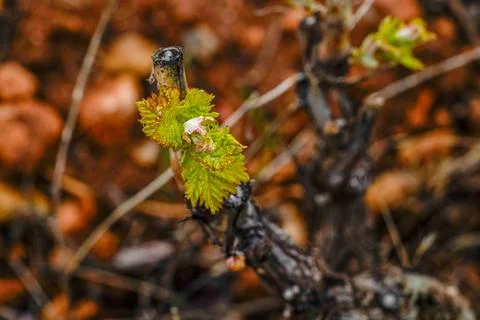 Close-up of a new grapevine shoot emerging in spring Photos