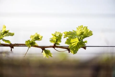 Close-up of new growth on trellised grape vine Stock Photos