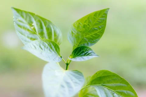 Close up new leaf of chilli Stock Photos