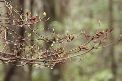 Close up of new leaves budding on a tree branch Stock Photos