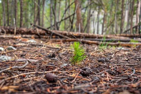 Close Up of a New Pine Tree Bough With Shallow Depth of Field Stock-Fotos