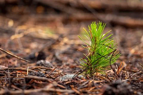 Close Up of a New Pine Tree Bough With Shallow Depth of Field Foto stock