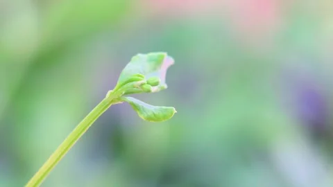 Close-up of new plant sprouting with lush green background Stock-Footage 333805612