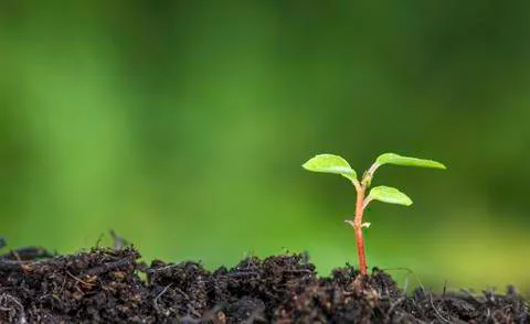 Close up of new seedling sprouting from the ground with vivid green bokeh bac Stock-Fotos