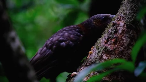 Close up of New Zealand kākā parrot bird removing tree bark with sharp beak Stock Footage 328693953