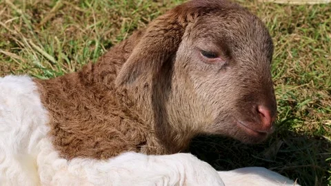 Close Up of a Newborn Baby Lamb Stock Footage 325299655