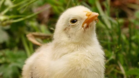 Close-up of newborn chicken that is drinking, with drops of water at peak. Stock Footage 90561425