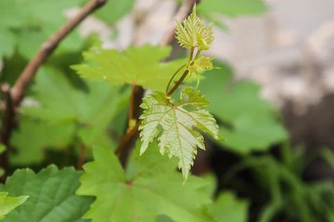 Close-Up of Newborn Grape Leaf Fotos Stock
