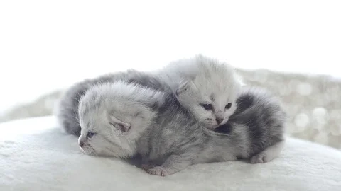 Close up of newborn kitten lying slow motion  Stock Footage 77822420