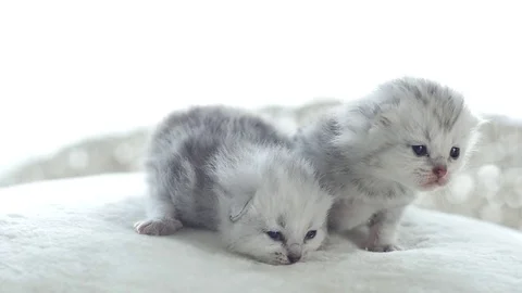 Close up of newborn kitten lying slow motion Stock Footage 77822508
