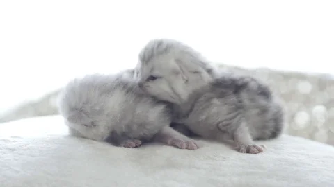 Close up of newborn kitten lying slow motion Stock Footage 78537568