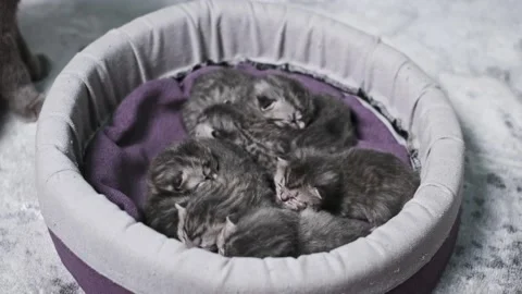 Close-Up: Newborn Kittens Sleeping Stock Footage 303864799