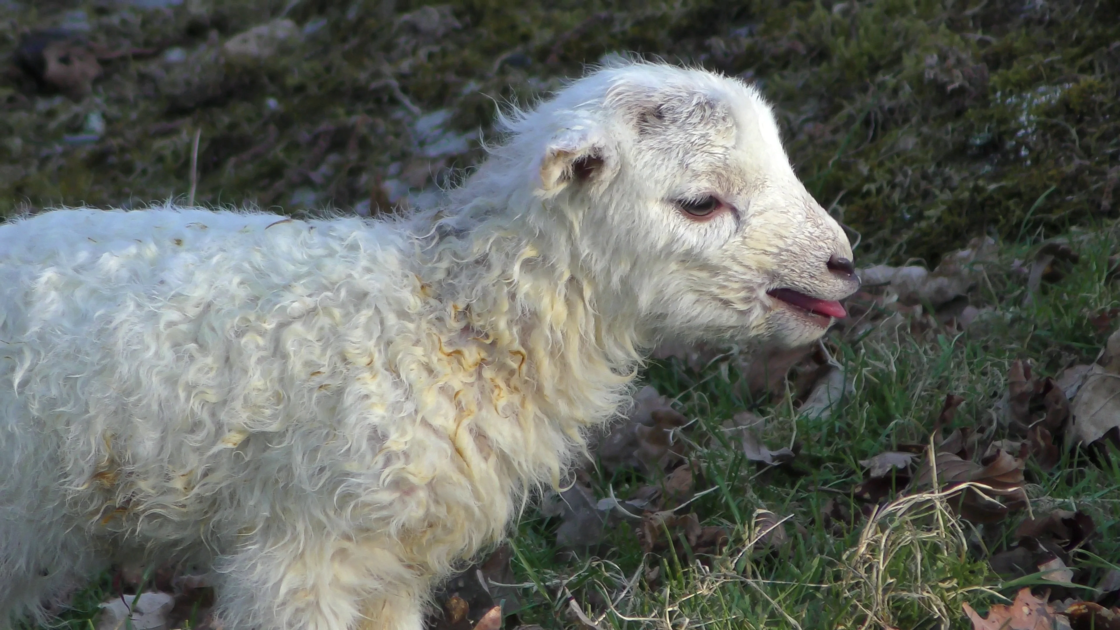 Close Up Of A Newborn Lamb Bleating And Stock Video Pond5